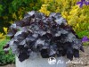 Alūnė ,Black Pearl' (lot. Heuchera)